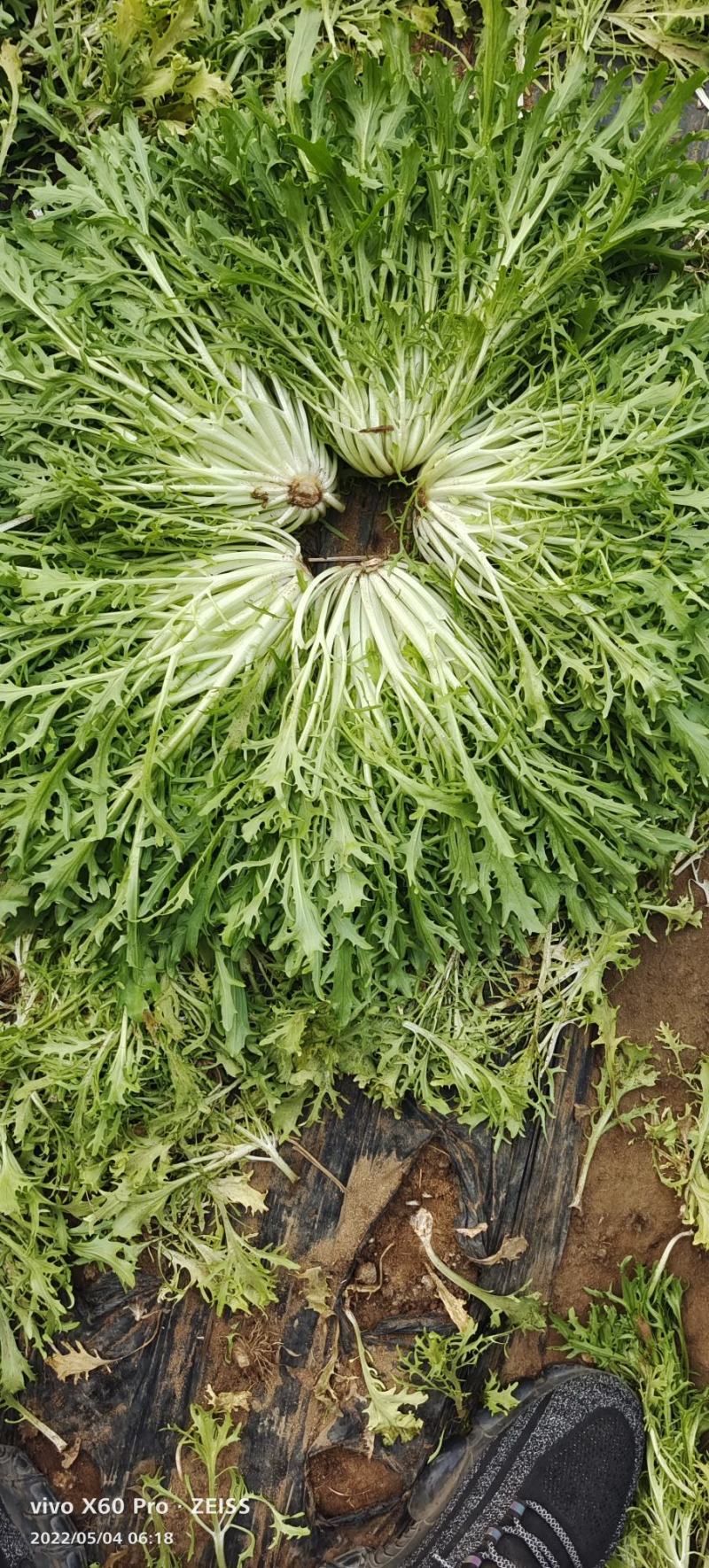 精品苦菊