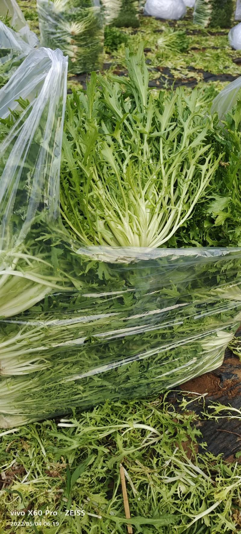 精品苦菊