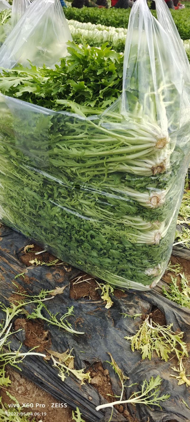 精品苦菊