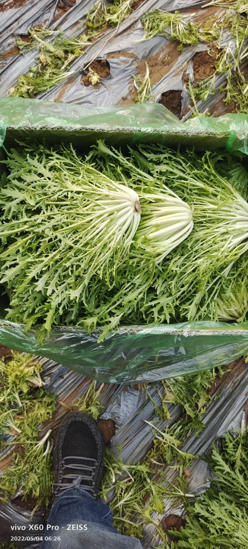 精品苦菊