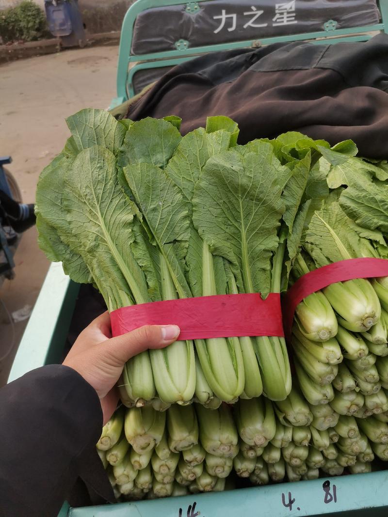 河北精品小白菜大量上市叶形好货源充足对接各级市场