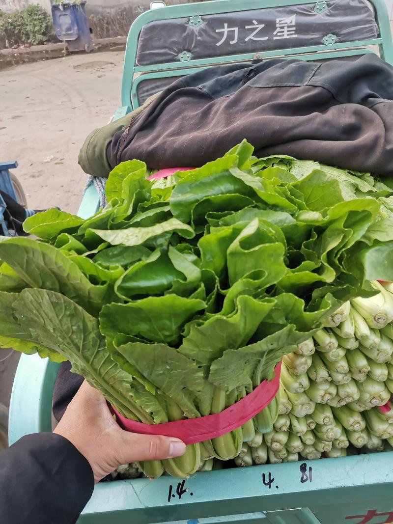 河北精品小白菜大量上市叶形好货源充足对接各级市场