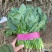 精品菠菜河北新鲜菠菜大量上市欢迎前来采购