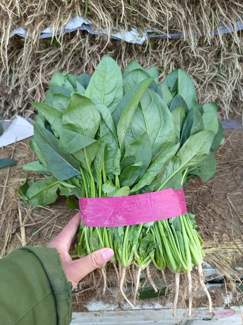精品菠菜河北新鲜菠菜大量上市欢迎前来采购