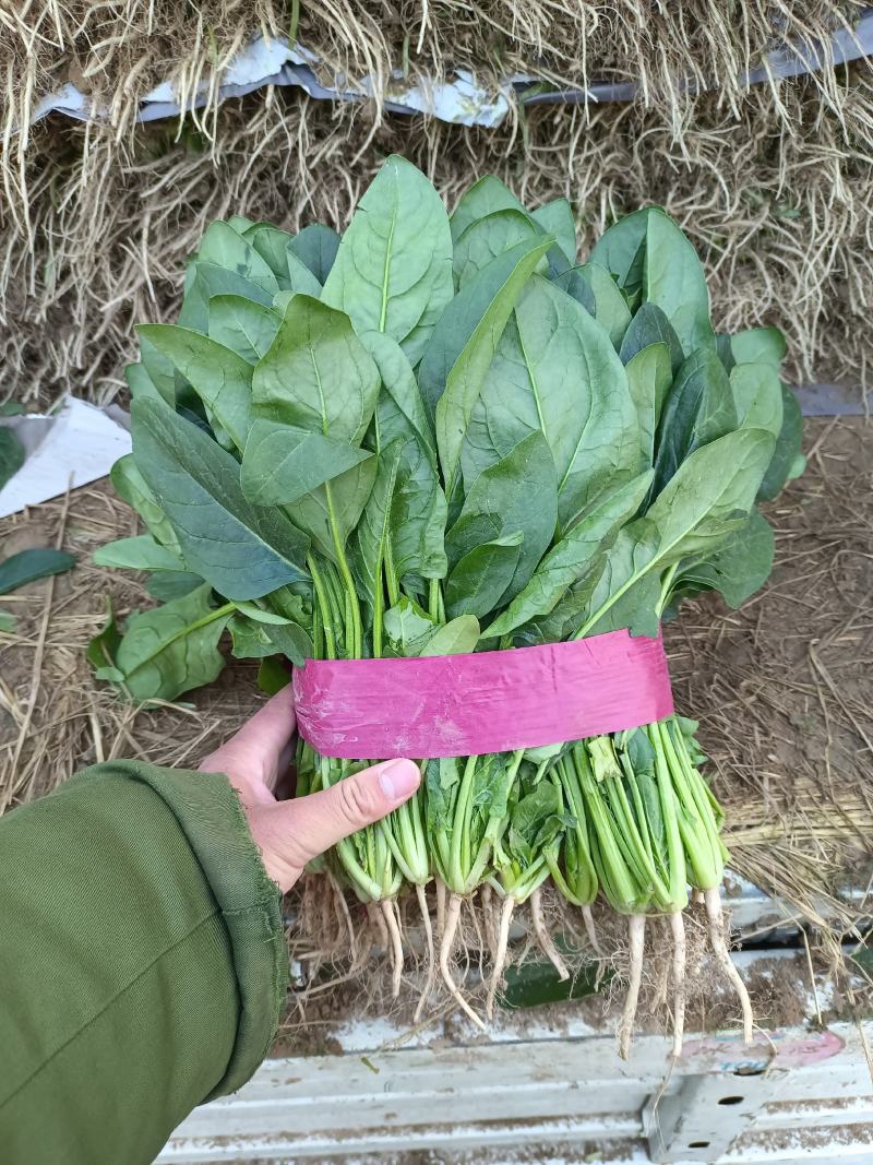 精品菠菜河北新鲜菠菜大量上市欢迎前来采购