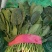 精品菠菜河北新鲜菠菜大量上市欢迎前来采购