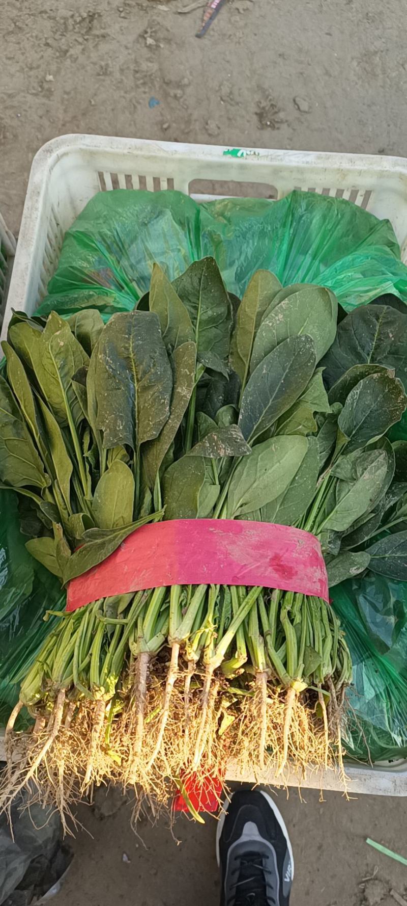 精品菠菜河北新鲜菠菜大量上市欢迎前来采购