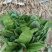 精品菠菜河北新鲜菠菜大量上市欢迎前来采购