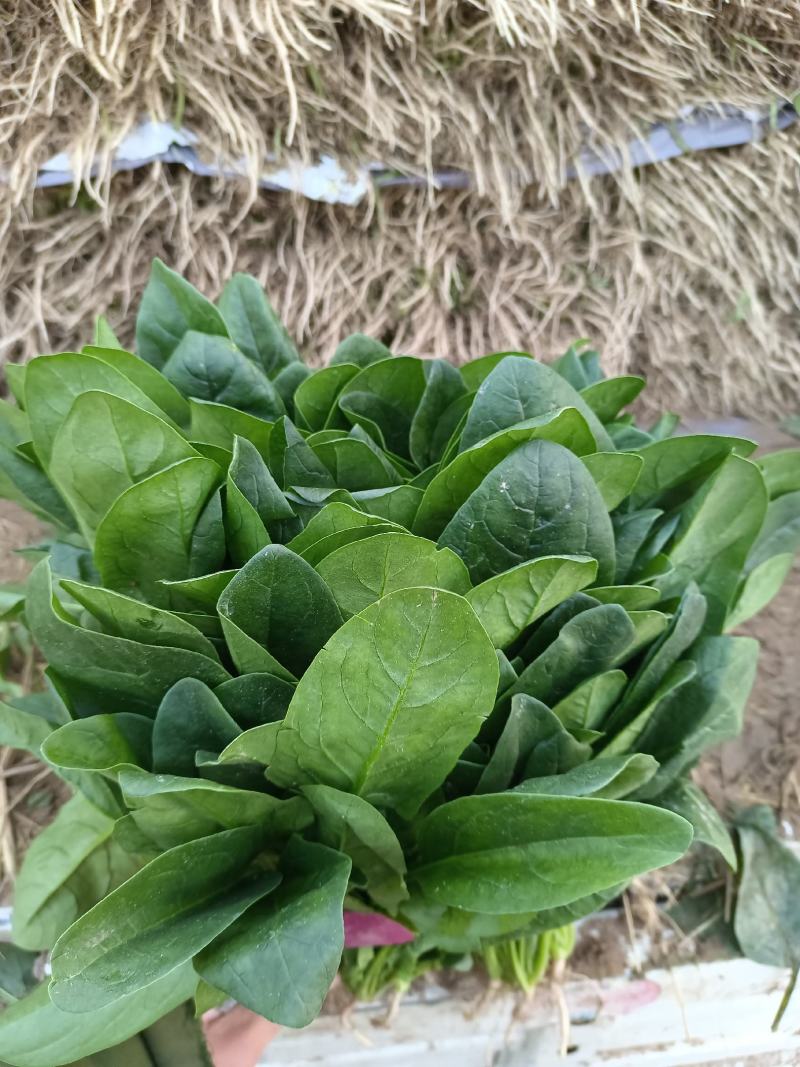 精品菠菜河北新鲜菠菜大量上市欢迎前来采购