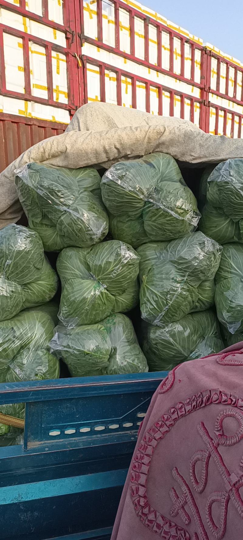 精品圆包菜甘蓝河北包菜大量供应产地直销发往全国各地
