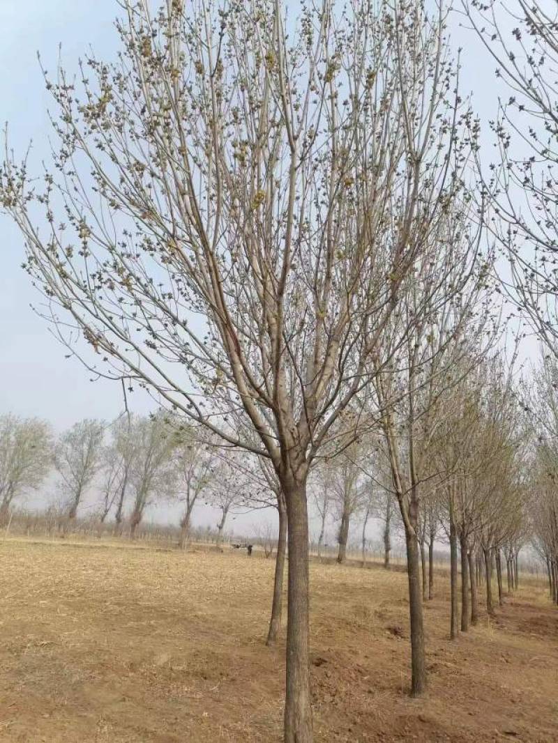 沧州白蜡8-30公分现货