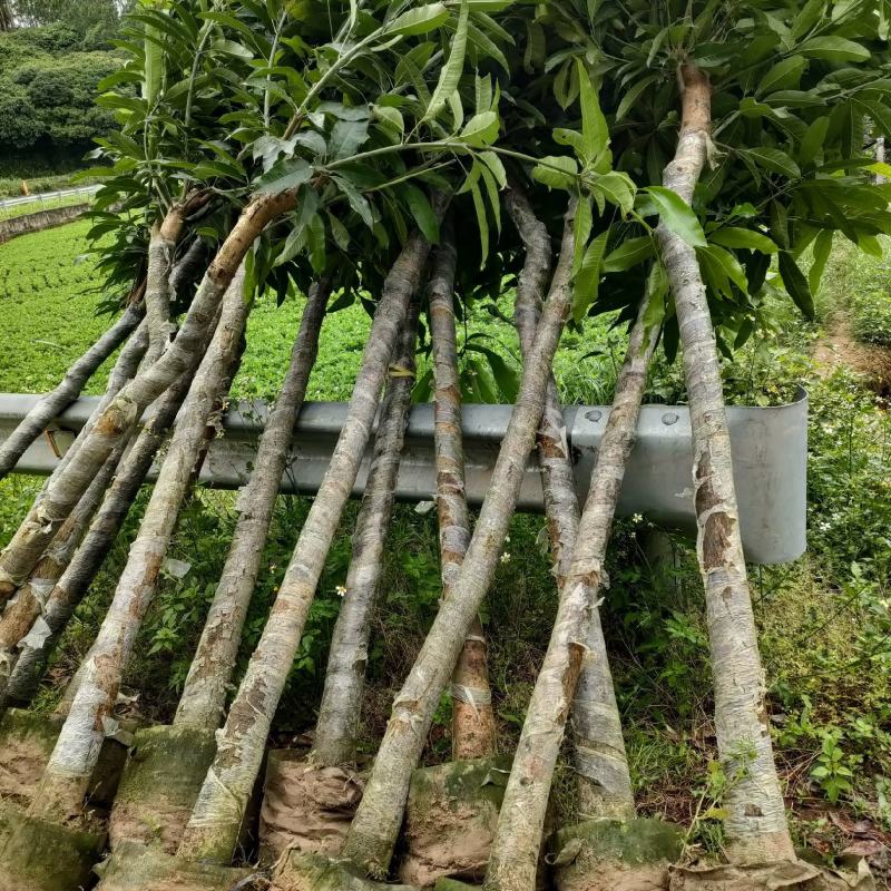 芒果绿化芒