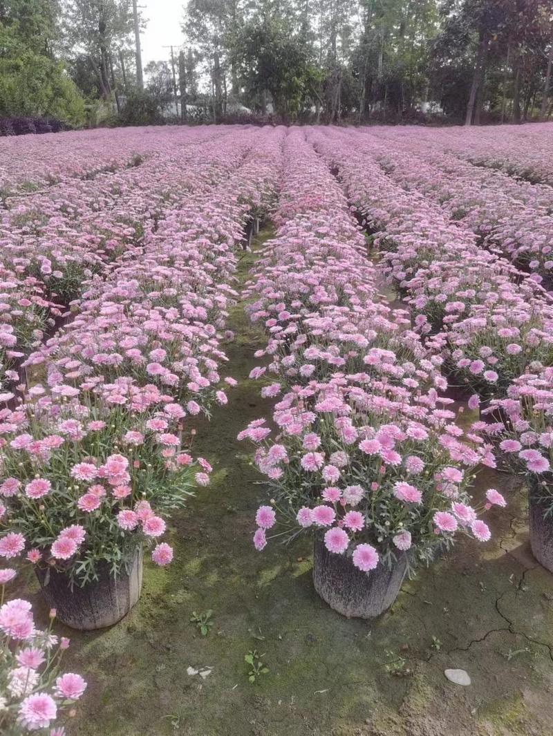 四川成都温江出售大量精品玛格玛格丽特玛格丽特各类时令花卉