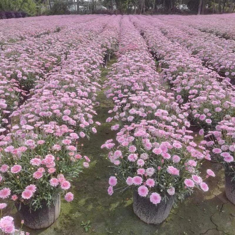 四川成都温江出售大量精品玛格玛格丽特玛格丽特各类时令花卉
