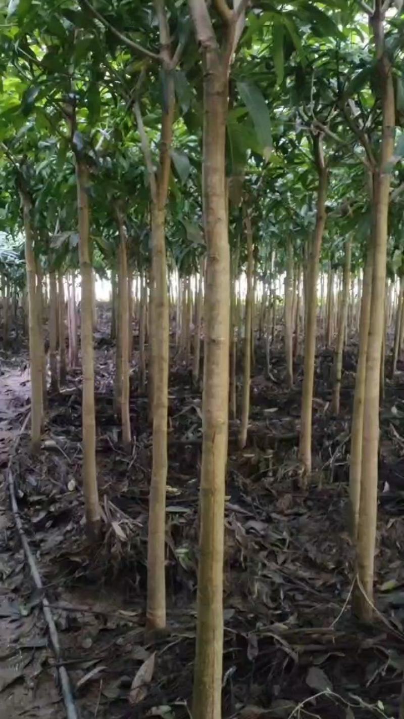 芒果绿化芒