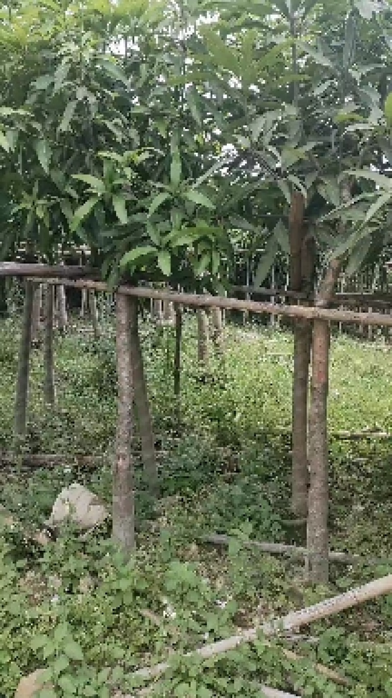 芒果绿化芒