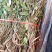 瓜子金辰砂草远志草瓜子草