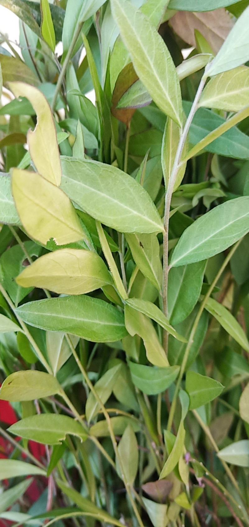 瓜子金辰砂草远志草瓜子草