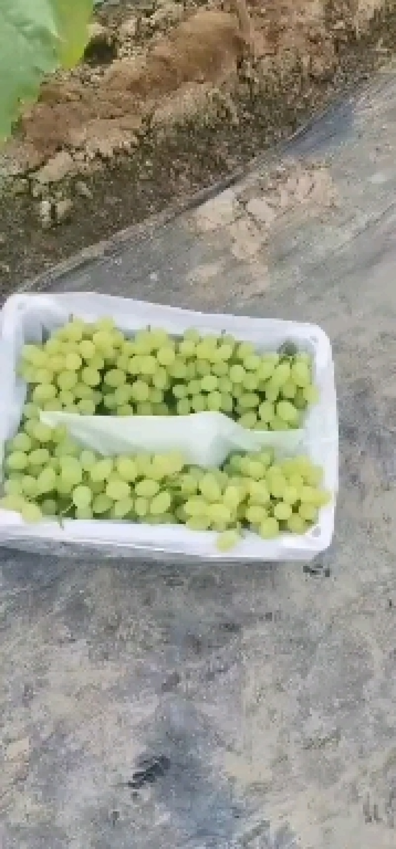 【精选】维多利亚葡萄，一手货源，产地直发对接商超市场批发