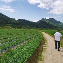 八号线椒，大尖椒