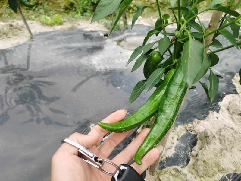 八号线椒，大尖椒