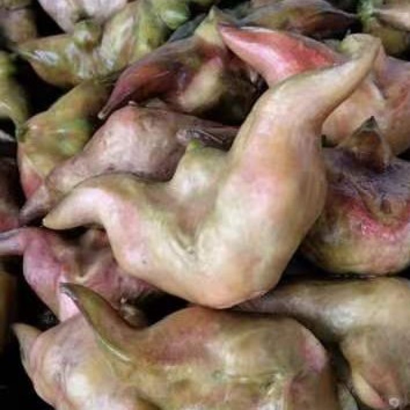 菱角