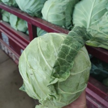 本地甘蓝特价，包菜，圆白菜精品商超品质特价量大便宜