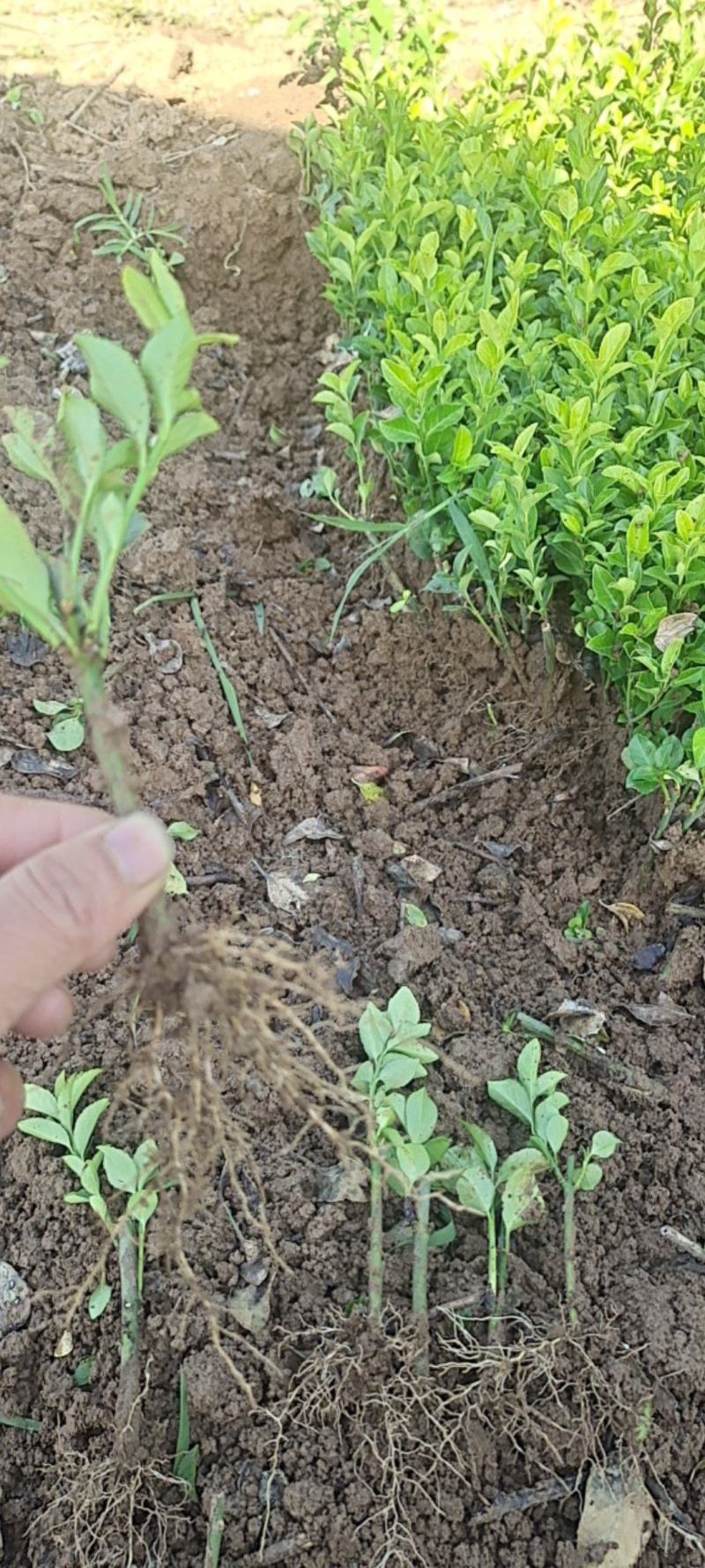 卫矛小苗基地批发苏北公鼎绿化苗木园艺场