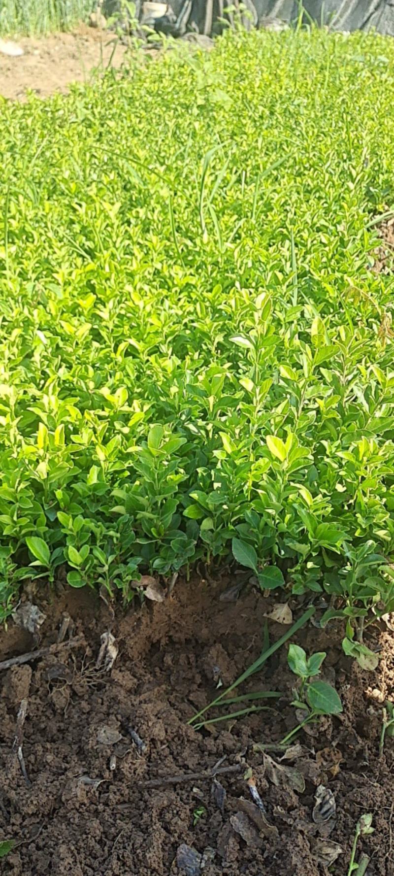 卫矛小苗基地批发苏北公鼎绿化苗木园艺场