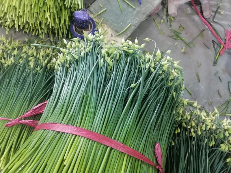 精品韭苔，现捆现发，大捆，小捆都有，欢迎致电咨询