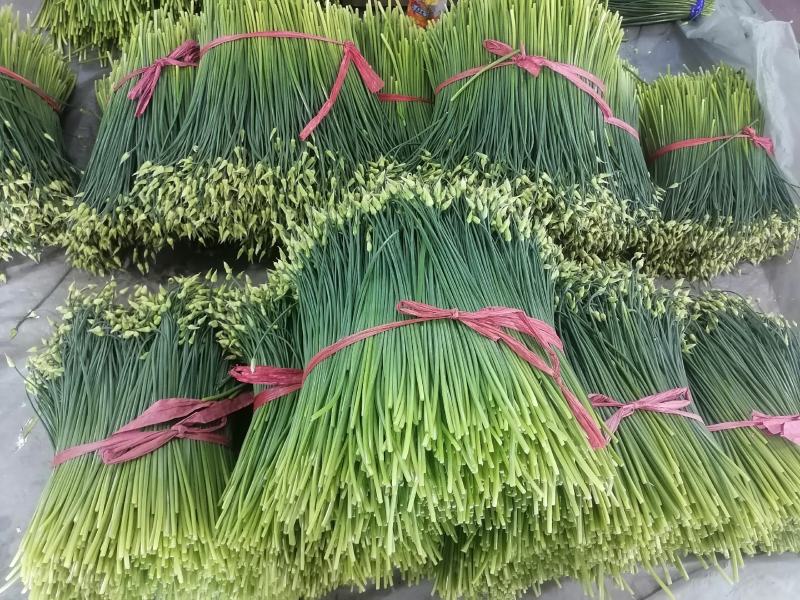 精品韭苔，现捆现发，大捆，小捆都有，欢迎致电咨询