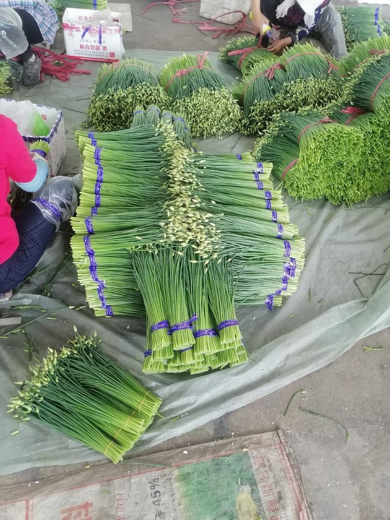 精品韭苔，现捆现发，大捆，小捆都有，欢迎致电咨询