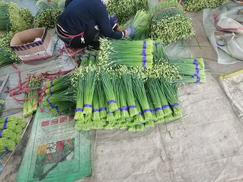 精品韭苔，现捆现发，大捆，小捆都有，欢迎致电咨询