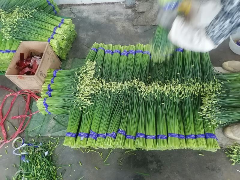 精品韭苔，现捆现发，大捆，小捆都有，欢迎致电咨询
