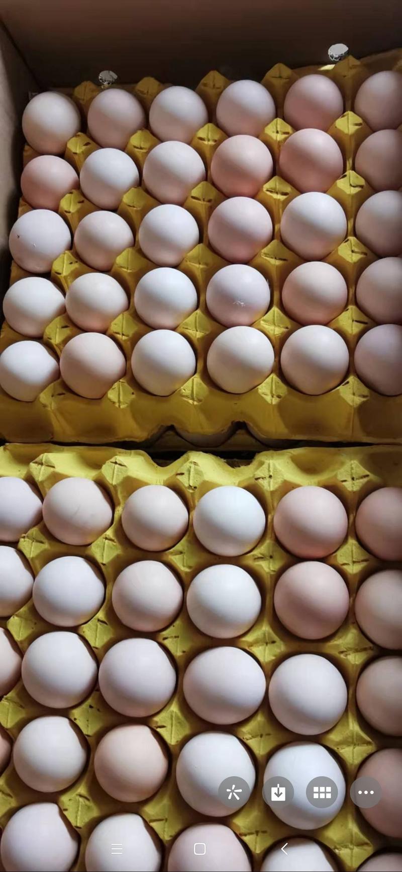 粉蛋双色蛋土鸡蛋全国发货，基地和仓库直发，欢迎合作