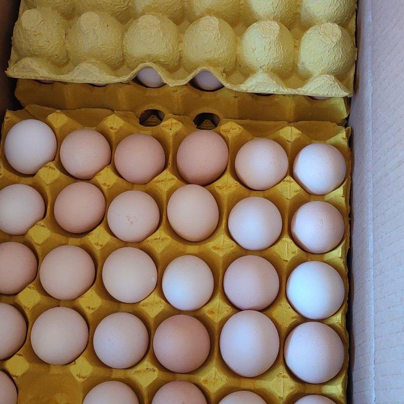 粉蛋双色蛋土鸡蛋全国发货，基地和仓库直发，欢迎合作