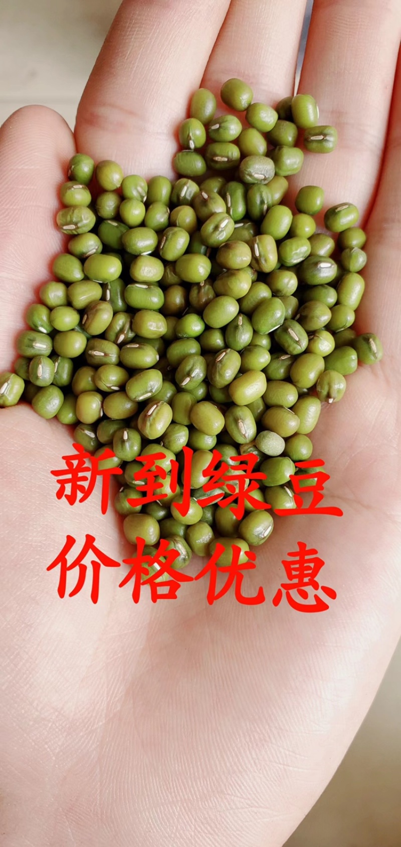 油绿豆亮皮绿豆进口大产区油绿豆豆沙食品原料