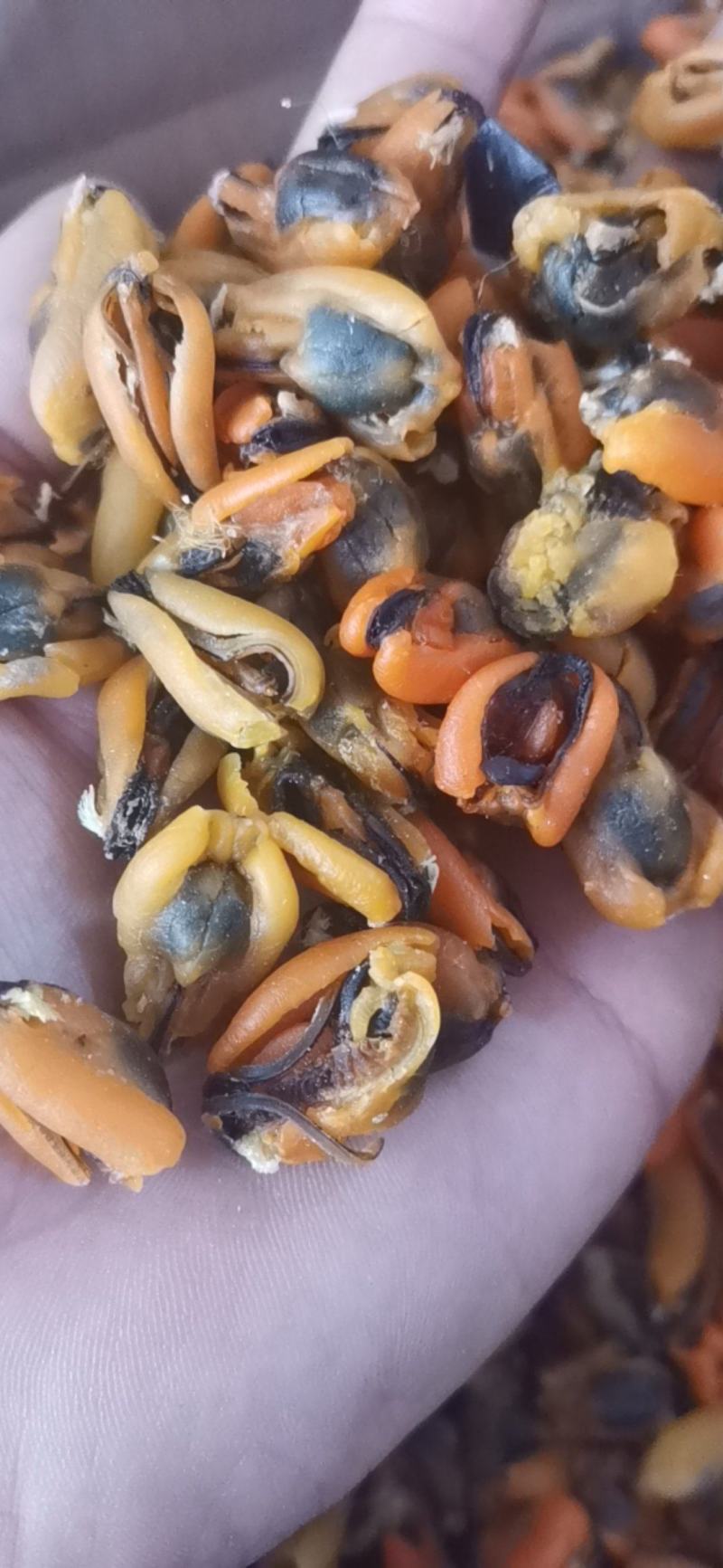 淡菜干海虹干海虹各种规格大量批发新货加工
