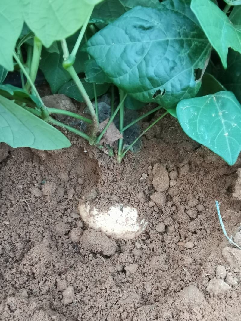 凉薯，沙葛