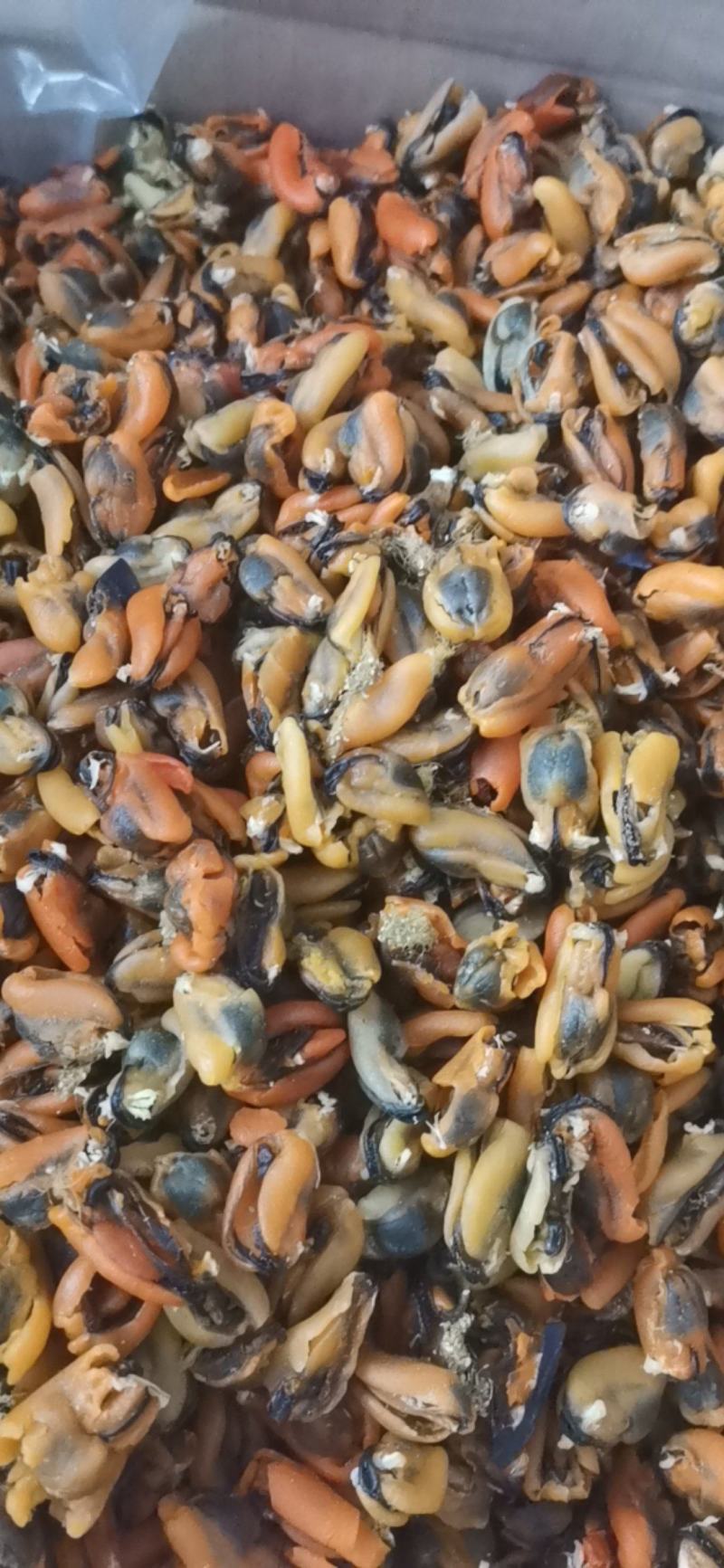 淡菜干海虹干海虹各种规格大量批发新货加工