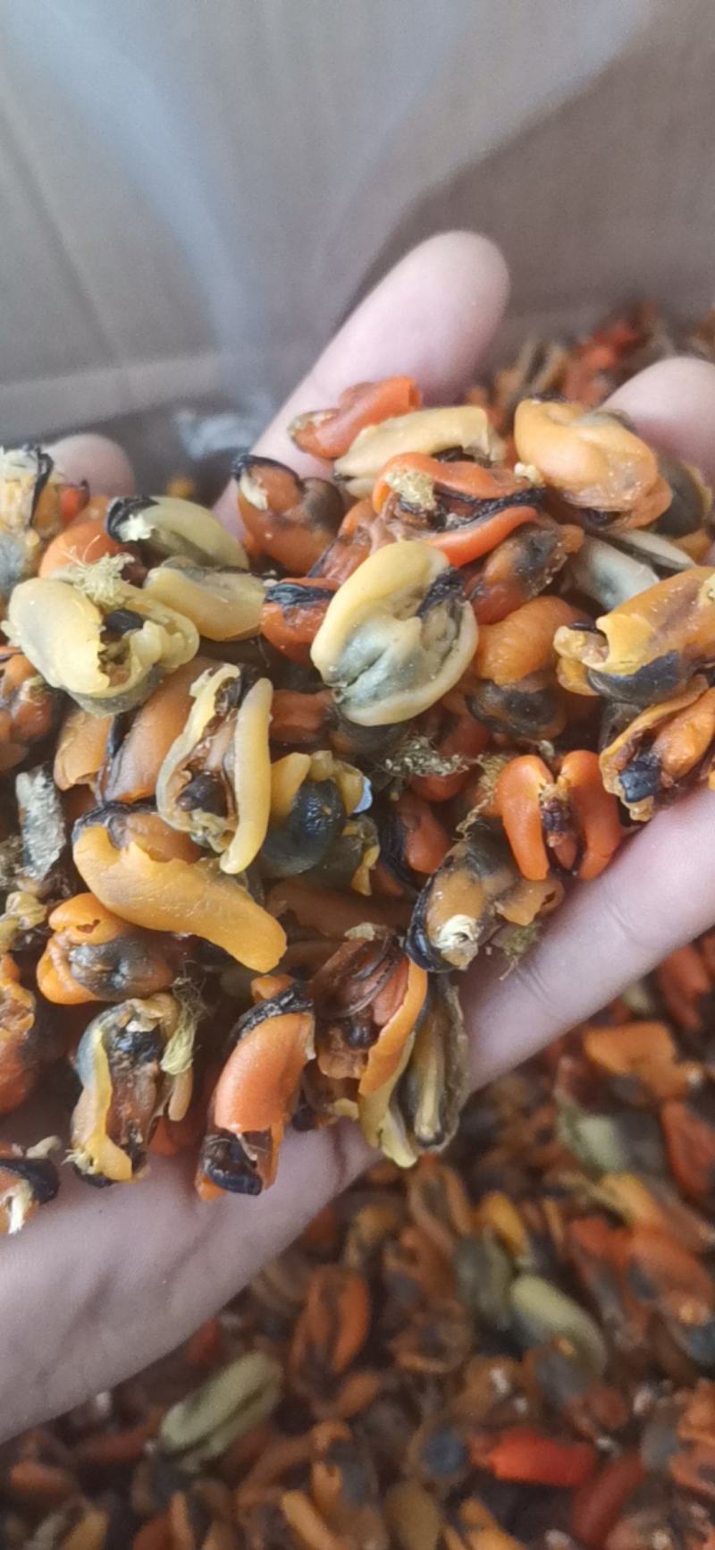淡菜干海虹干海虹各种规格大量批发新货加工