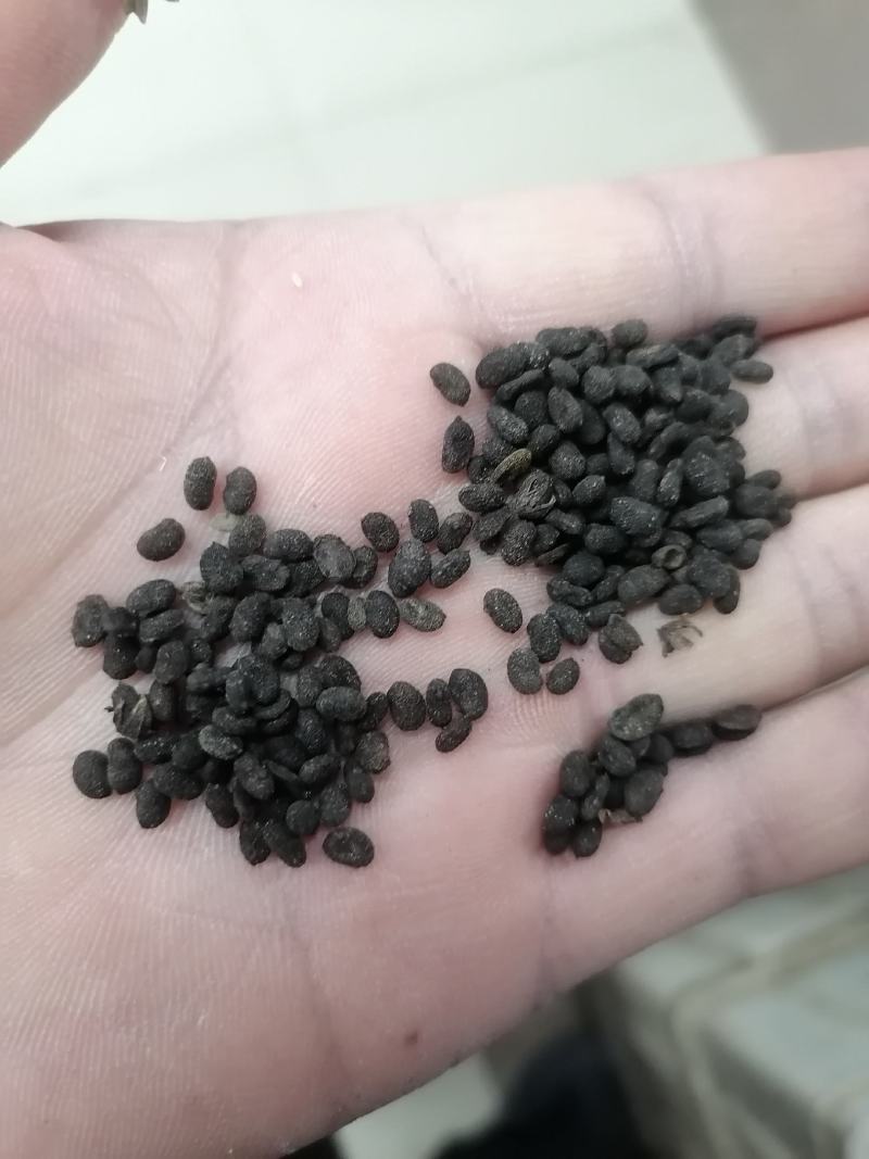 补骨脂大量批发都是干净货包邮一直下单就可以的
