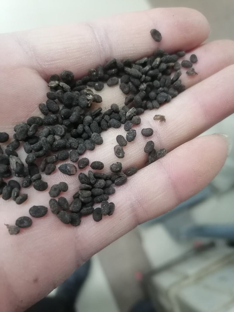 补骨脂大量批发都是干净货包邮一直下单就可以的