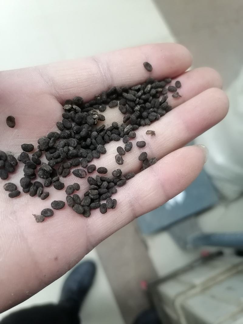 补骨脂大量批发都是干净货包邮一直下单就可以的