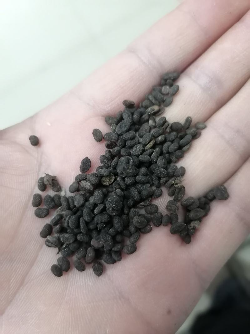补骨脂大量批发都是干净货包邮一直下单就可以的