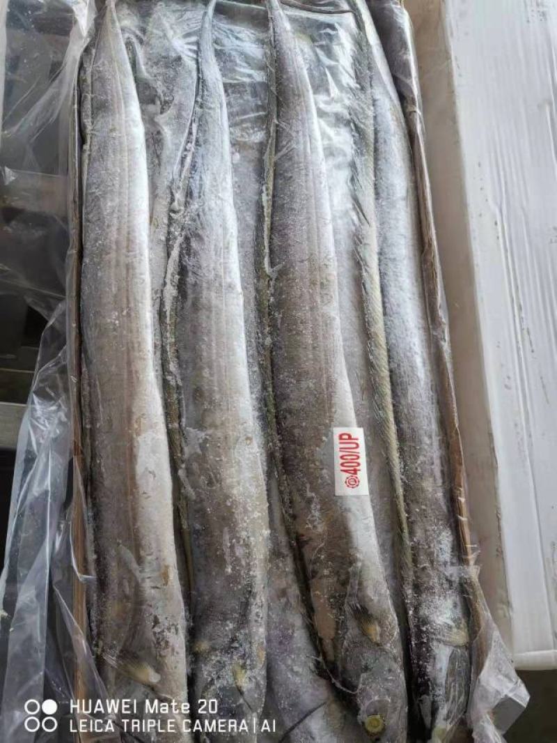 帶魚大量批發