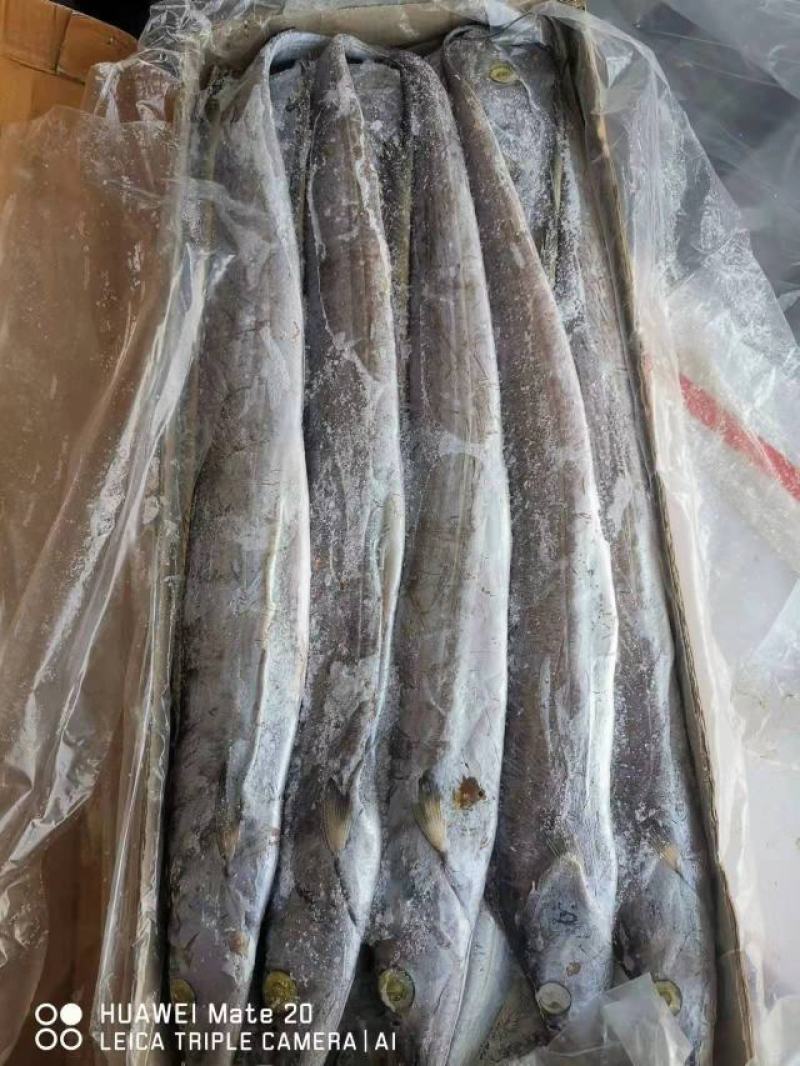 帶魚大量批發