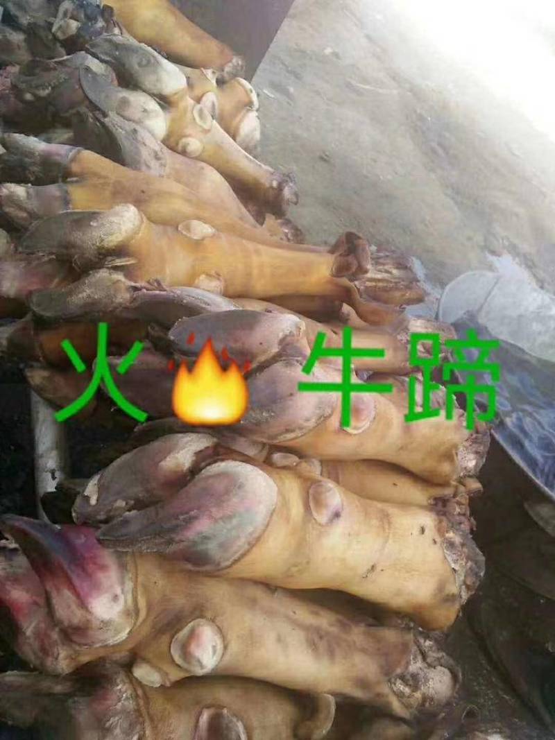 火烧公牛牛蹄牛蹄中含有大量的胶原蛋白，脂肪含量比较低
