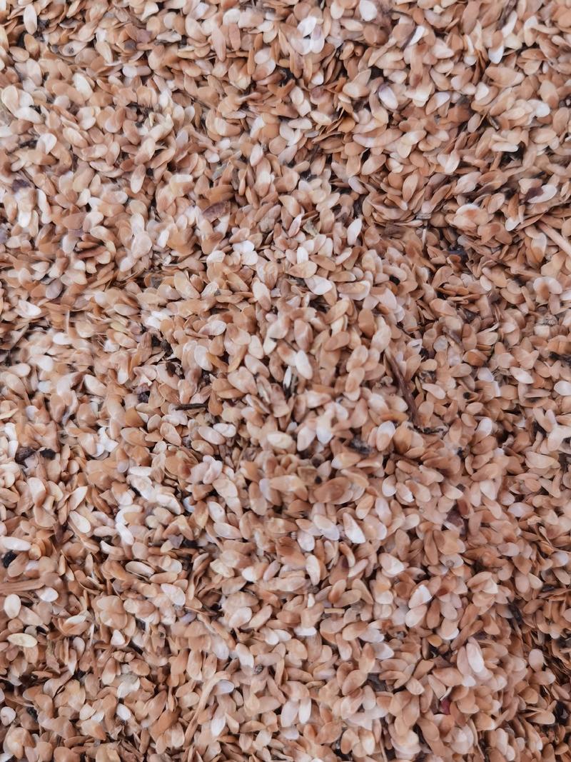 优质沙参种子也叫山胡萝卜种子保质量保芽率