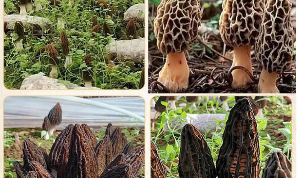 羊肚菌出菇阶段管理示意图